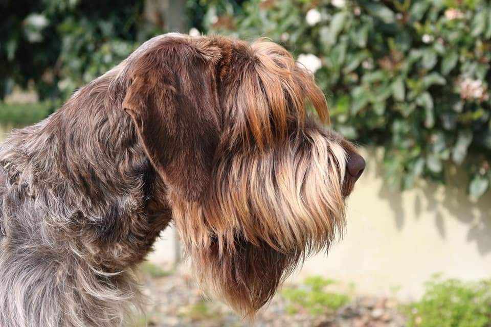 Princesse du barbu des Carpates