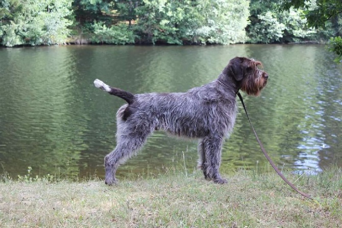 du barbu des Carpates - Izard des Battures CACS de la NE 2015!