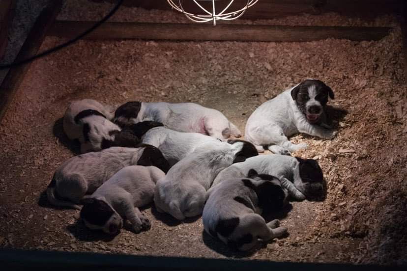 du barbu des Carpates - Chiots disponibles - Griffon d'arrêt à poil dur Korthals